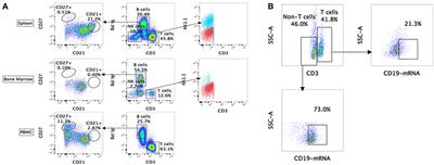 Studies on B Cells in the Fruit-Eating Black Flying Fox (Pteropus alecto)